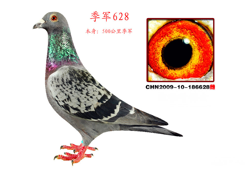 君翼赛鸽公棚秋季赛事，速度与激情的碰撞