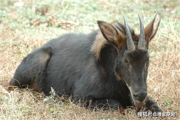 2019年正版四不像特肖图揭秘与解析