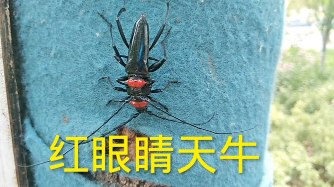 探索天牛红五图库大全，揭秘数字世界的奥秘与乐趣