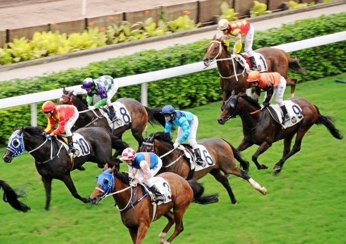探索香港赛马会免费资料网的无限可能