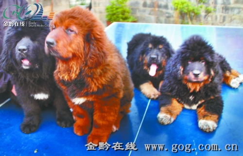 藏獒在线论坛，探索与交流的乐园